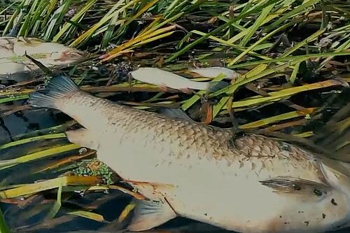 Dead fish